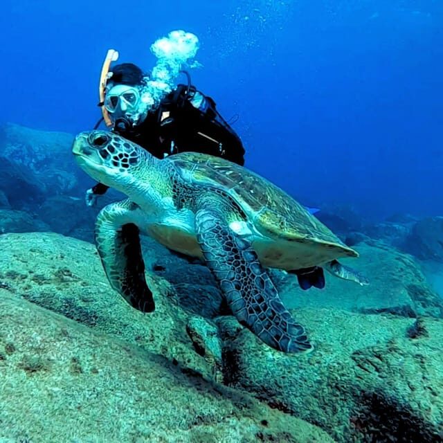 Tenerife: Beginners Scuba Dive Experience in Turtle Area - Snorkeling safari after scuba: turtle country, plus more fish