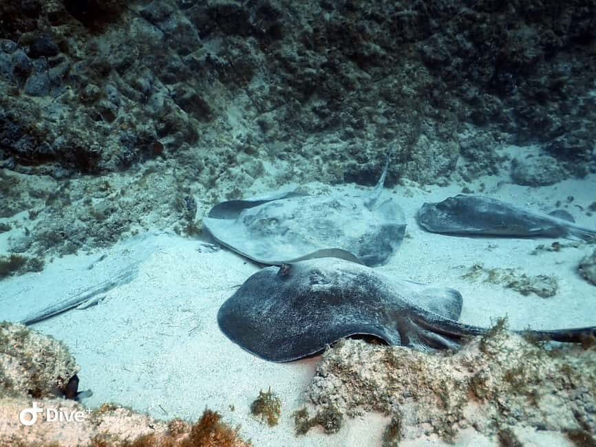 Tenerife: Beginners Scuba Dive Experience in Turtle Area - What the boat-and-water format is good for (and what it isn’t)