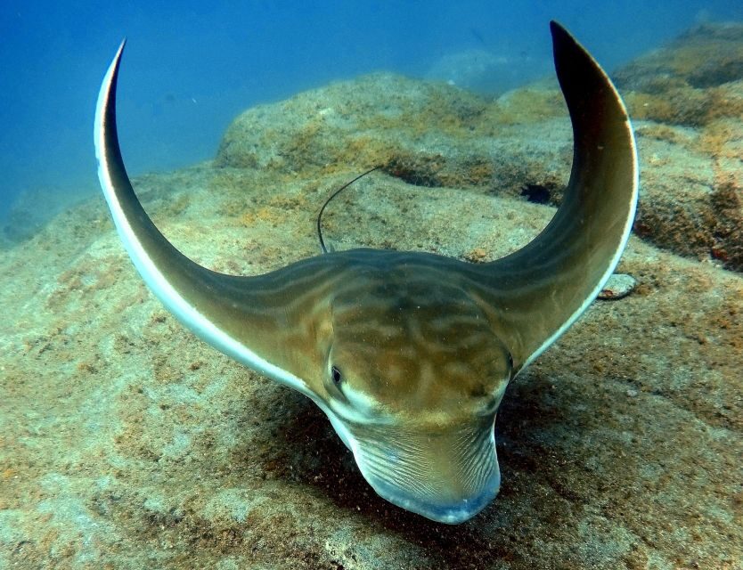 Tenerife: Beginners Scuba Dive Experience in Turtle Area - Price and value: is $85 a good deal?