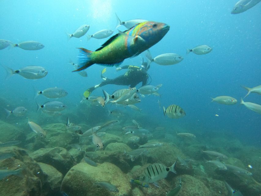 Tenerife: Beginners Scuba Dive Experience in Turtle Area - Who should book this scuba-and-snorkel combo