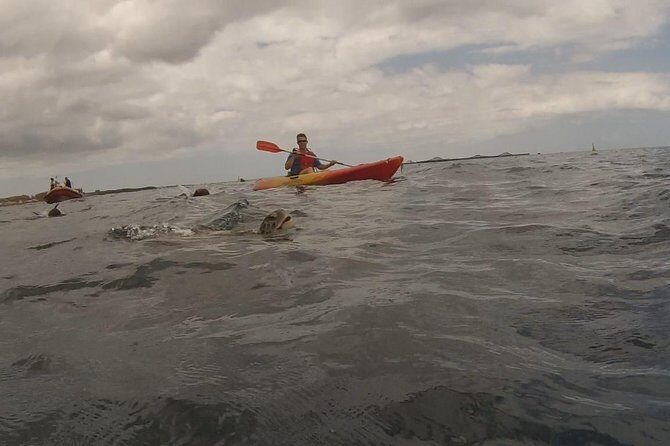 Tenerife by Kayak Adventure in small group - Kayak + snorkeling in Tenerife: why this format works