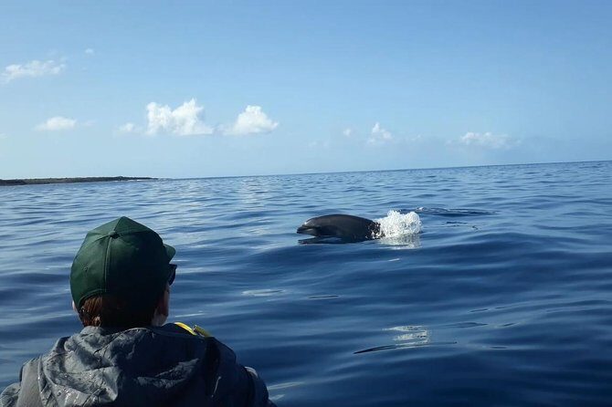 Tenerife by Kayak Adventure in small group - Paddling out: safety, effort, and that wildlife anticipation