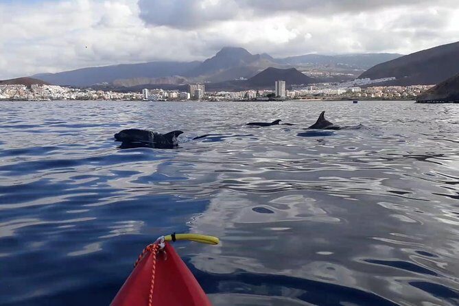Tenerife by Kayak Adventure in small group - The route feel: from Montañas Guaza to Palm-Mar