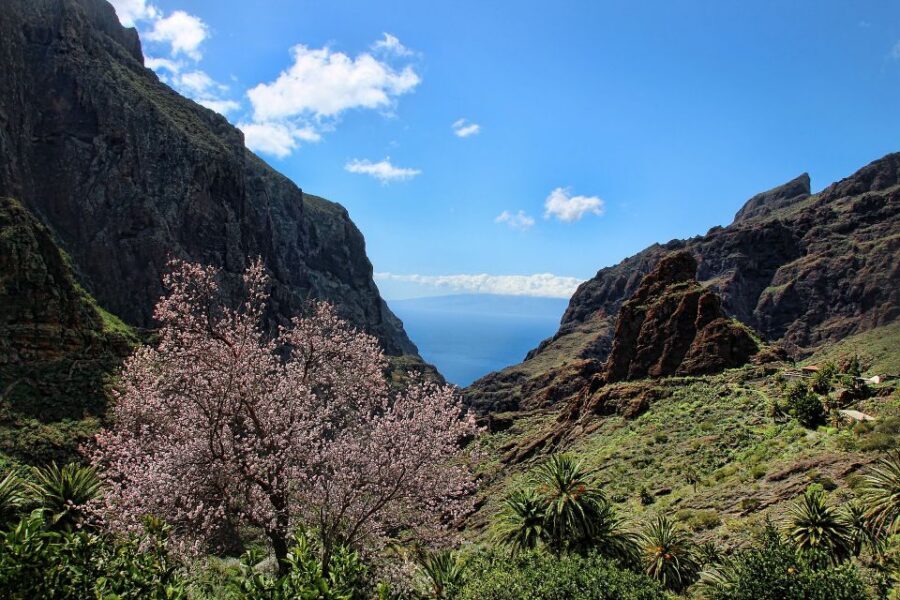 Tenerife: Complete Island Tour with Masca - Who should book this Tenerife tour with Masca?