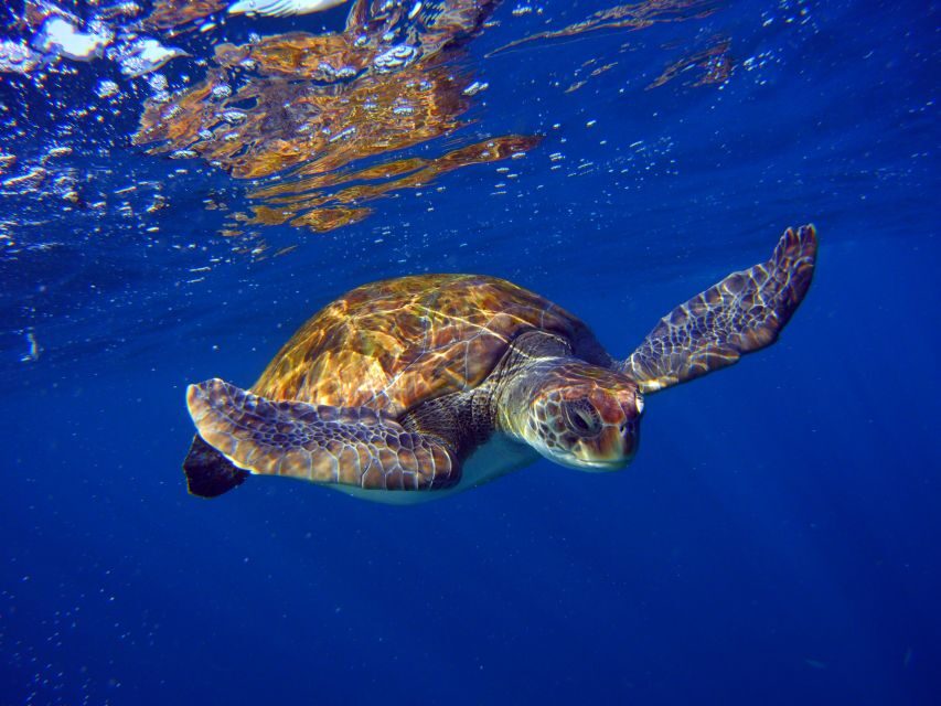 Tenerife: Discover Scuba Diving with Free Photos - Price and Value: Is $105 a Fair Deal?