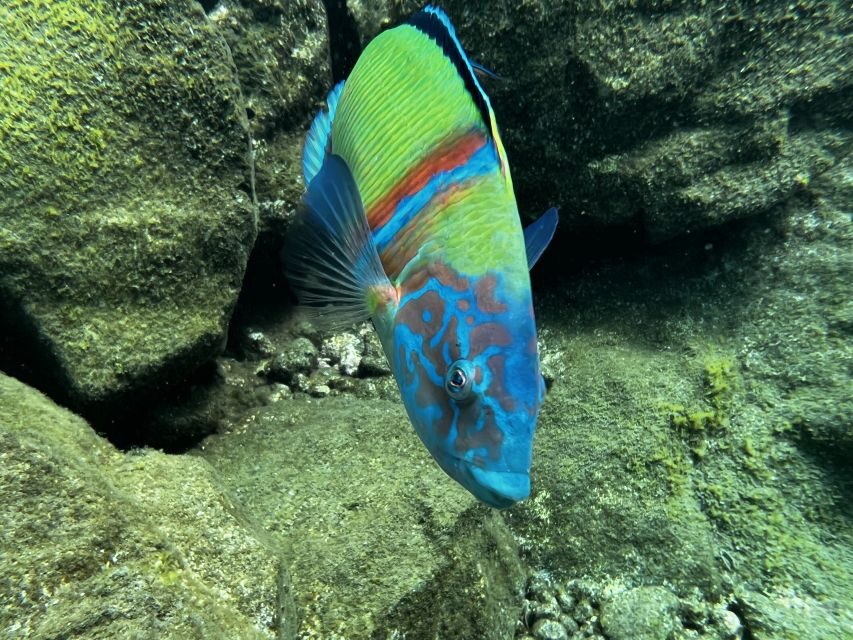 Tenerife : Diving License international in one day - Quick take: what makes this course work