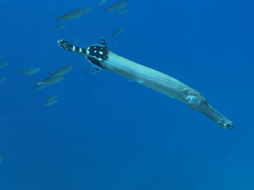 Tenerife : Diving License international in one day - SCUBA certification in Abades: why this 4-hour format feels efficient