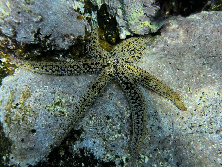 Tenerife : Diving License international in one day - Two underwater sessions, not two random moments