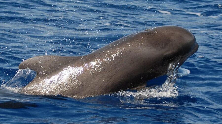 Tenerife: Eco-Yacht Whale and Dolphin Watching and Swimming - Finding Whales and Dolphins Without the Chaos
