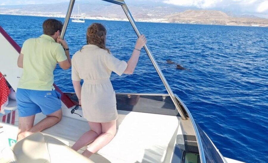 Tenerife: Eco-Yacht Whale and Dolphin Watching and Swimming - The Swim and Snorkel Break: The Best Reason to Choose This Tour