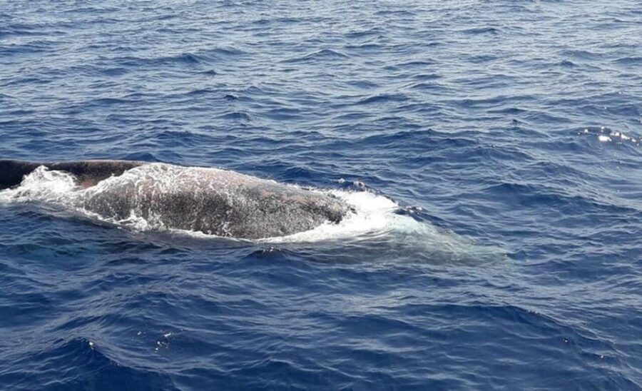 Tenerife: Eco-Yacht Whale and Dolphin Watching and Swimming - Crew and Captain Details That Make Wildlife Watching Easier