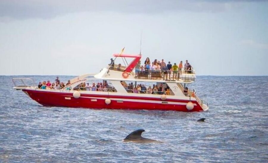 Tenerife: Eco-Yacht Whale and Dolphin Watching and Swimming - Price and Value at About $13: When Short Tours Work
