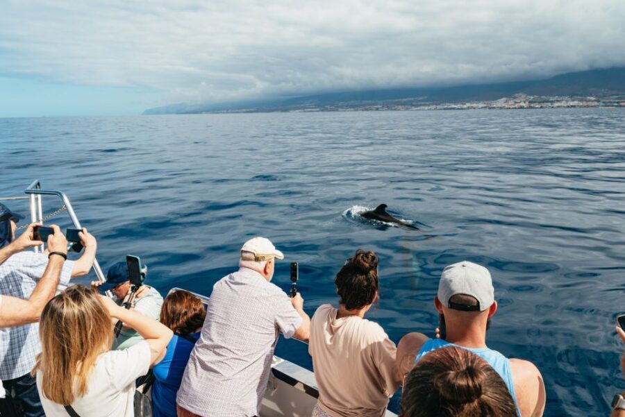 Tenerife: Eco-Yacht Whale and Dolphin Watching and Swimming - What to Pack and How to Avoid a Sore Day
