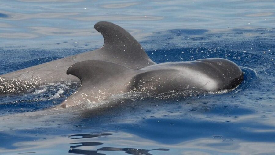 Tenerife: Eco-Yacht Whale and Dolphin Watching and Swimming - Los Cristianos to Palm-Mar: The 90 Minutes Move Like a Good Day Plan