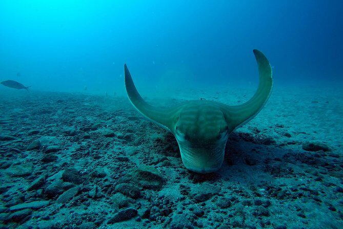 Tenerife First Time Scuba Dive – Turtle Habitat, Small Groups - Entering the TravelSub Base at Puerto Colón