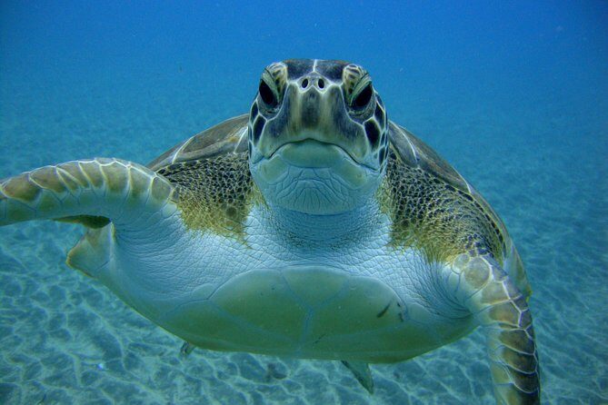 Tenerife First Time Scuba Dive – Turtle Habitat, Small Groups - Your First Underwater Session: 25–30 Minutes at 7 Meters