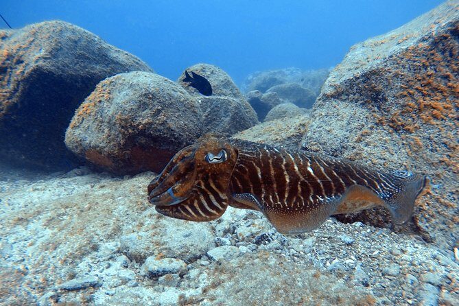 Tenerife First Time Scuba Dive – Turtle Habitat, Small Groups - Snorkeling Safari Right After: 30 Minutes With Mask and Tube