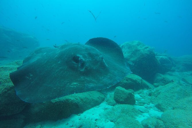 Tenerife First Time Scuba Dive – Turtle Habitat, Small Groups - Price and Value: Why $90.70 Can Make Sense