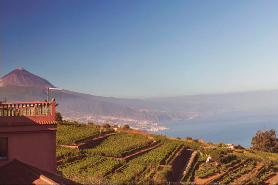 Tenerife: Full-Day Gastronomy and Wine Tour - Should you book Tenerife Full-Day Gastronomy and Wine Tour?