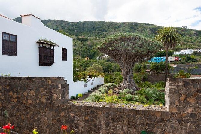 Tenerife Full Island Tour - Parque del Drago (Icod de los Vinos): The Dragon Tree Stop That Feels Like a Time Machine
