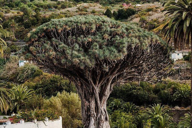Tenerife Grand Tour: including Teide National Park and Masca - Masca in Teno Rural Park: short village time, big-road reality