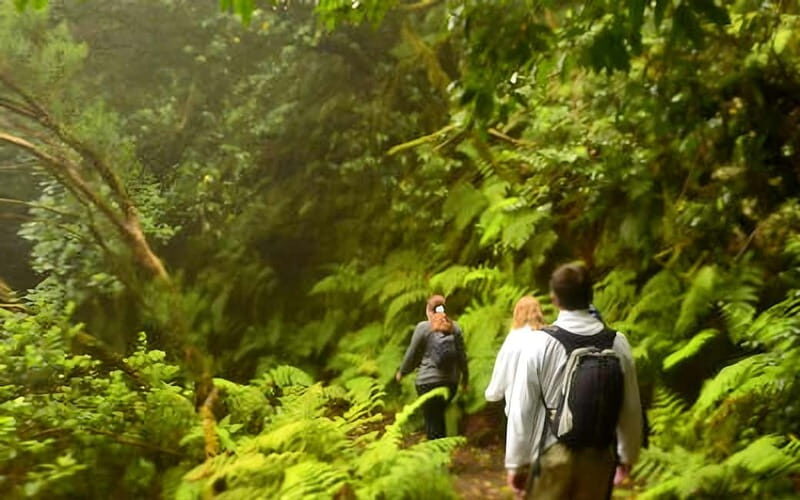 Tenerife: Guided tour guide in the Anaga Rural Park - Anaga’s laurel forest: why this walk matters
