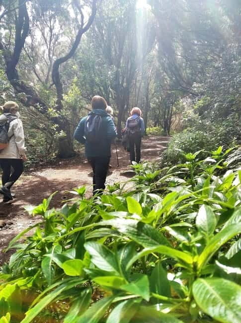Tenerife: Guided tour guide in the Anaga Rural Park - The Bosque de los Enigmas trail: what 3 hours feels like