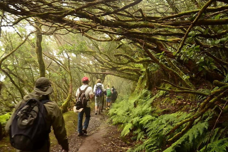 Tenerife: Guided tour guide in the Anaga Rural Park - What your guide teaches inside the forest