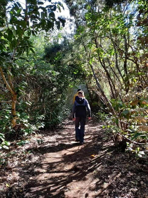 Tenerife: Guided tour guide in the Anaga Rural Park - Where you start: Cruz del Carmen parking and a smooth beginning