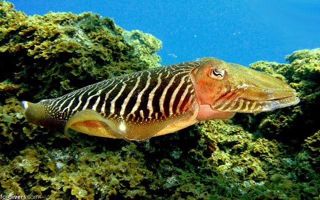 Tenerife: Half-Day Snorkeling Tour - Pickup and drop-off: how to plan your timing around multiple locations