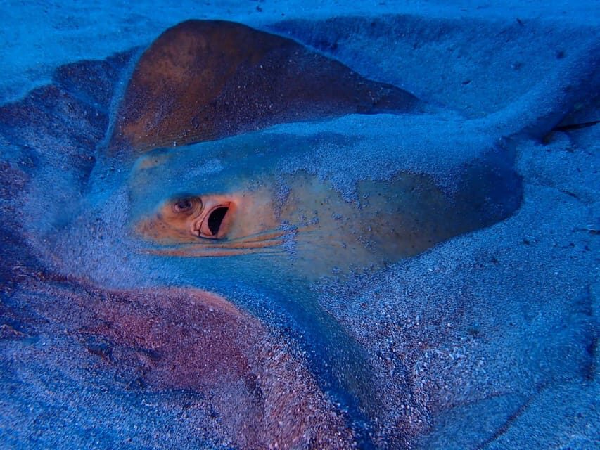 Tenerife: Half-Day Snorkeling Tour - SCUBA upgrade option: nice if you want to go further later