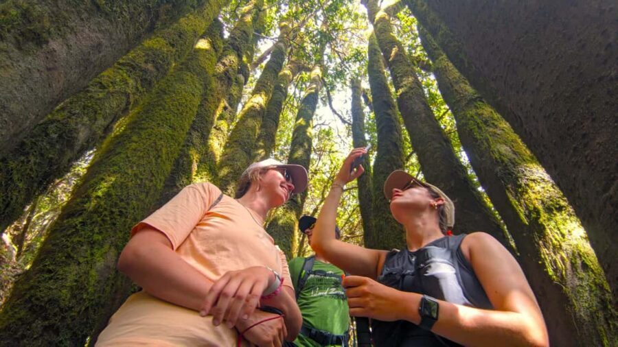 Tenerife: Hiking Tour Above Masca & Enchanted Forest - Key things that make this hike work