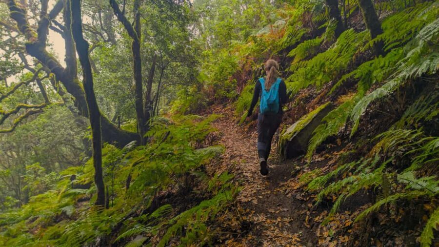 Tenerife: Hiking Tour Above Masca & Enchanted Forest - How the 5-hour loop flows (and where you feel it)