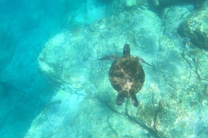 Tenerife: Kayak and snorkel with marine life safari - The Pal Mar cave area and animal-spotting moments