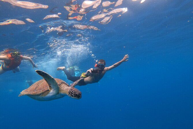 Tenerife: Kayak and snorkel with marine life safari - Value check: is $42.34 a fair deal?