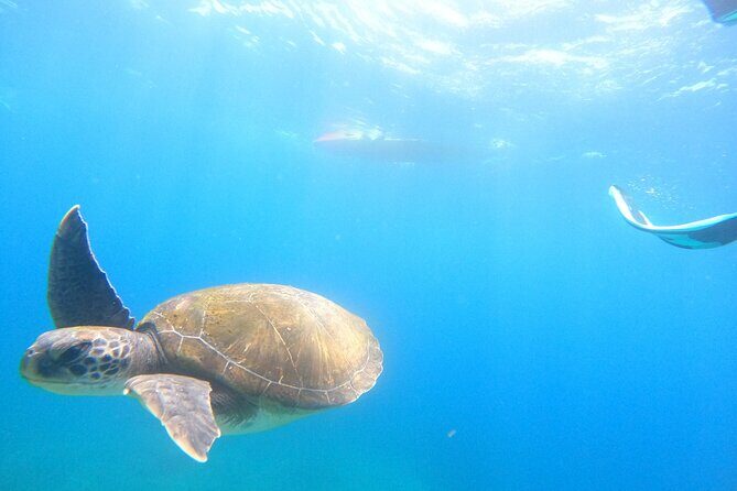 Tenerife: Kayak and snorkel with marine life safari - Who should book this kayak and snorkel safari