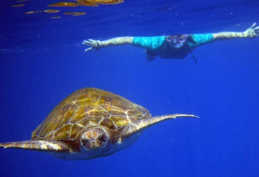 Tenerife: Kayak and Snorkel with Turtles, Wetsuits Included - The Wildlife Odds: How to Think About Turtles and Dolphins