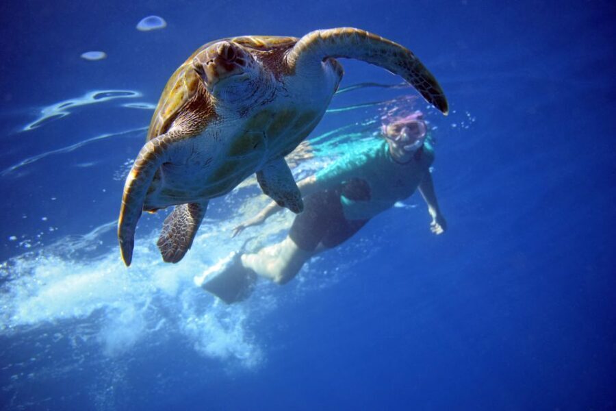 Tenerife: Kayak and Snorkel with Turtles, Wetsuits Included - Kayaking With Turtles and Dolphins in Tenerife: What This Is Really Like