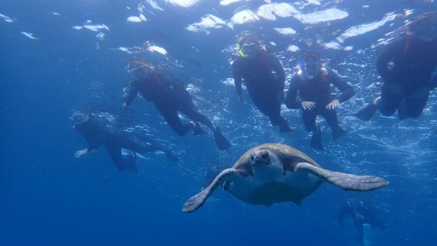 Tenerife: Kayak and Snorkel with Turtles, Wetsuits Included - Safety Briefing + A Quick Walk to the Water