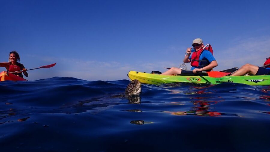 Tenerife: Kayak and Snorkel with Turtles, Wetsuits Included - Price and Value: Why This Costs $35 (and What You Actually Get)