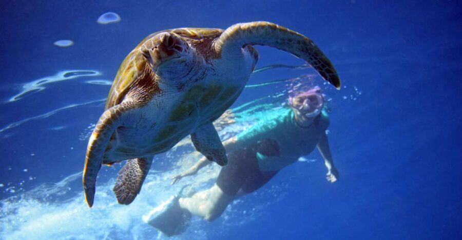 Tenerife: Kayak and Snorkel with Turtles, Wetsuits Included - Where You Meet (and Why That Matters for a Smooth Start)