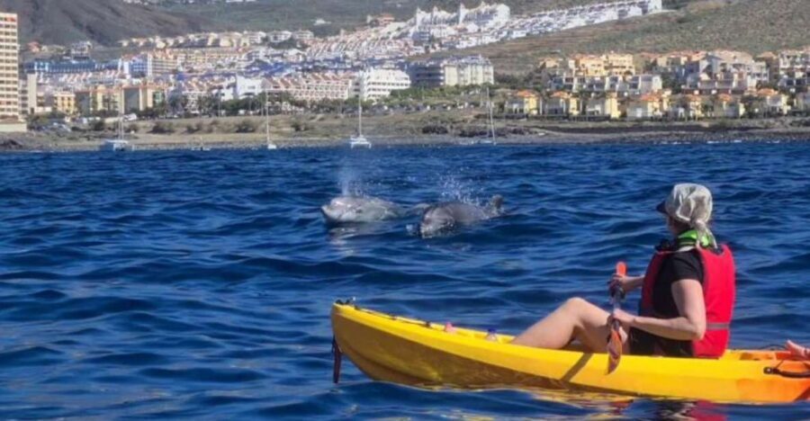 Tenerife: Kayak Safari and Sea Turtle Snorkeling with Photos - Key points you’ll care about