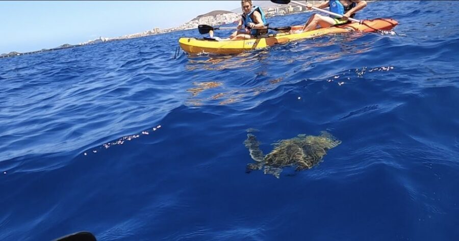 Tenerife: Kayak Safari and Sea Turtle Snorkeling with Photos - A kayak safari in Tenerife’s south that feels closer than a boat