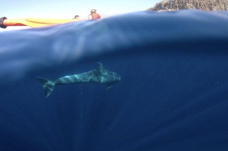 Tenerife: Kayak Safari and Sea Turtle Snorkeling with Photos - Your time on the water: what you’ll actually be doing