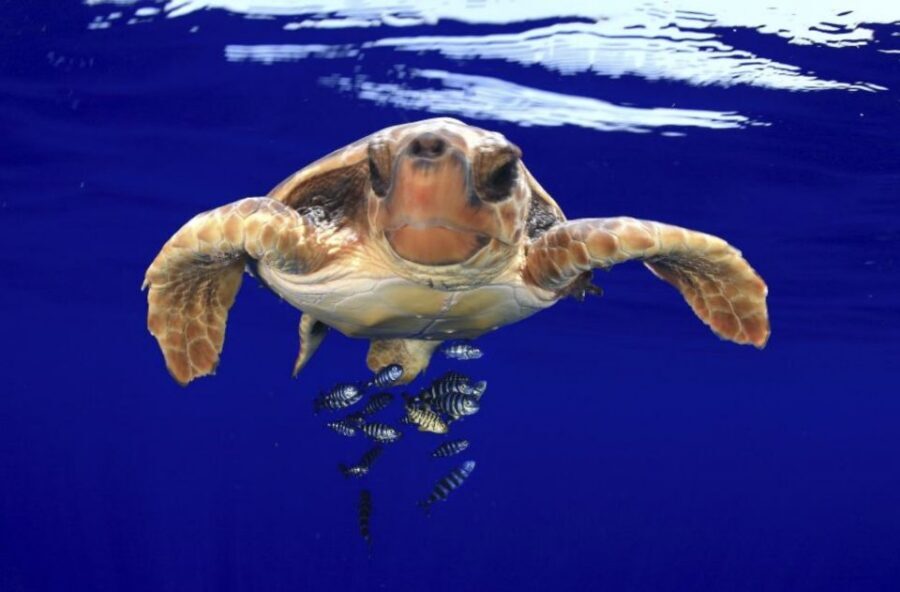 Tenerife: Kayak Safari and Sea Turtle Snorkeling with Photos - What to pack so the day stays fun