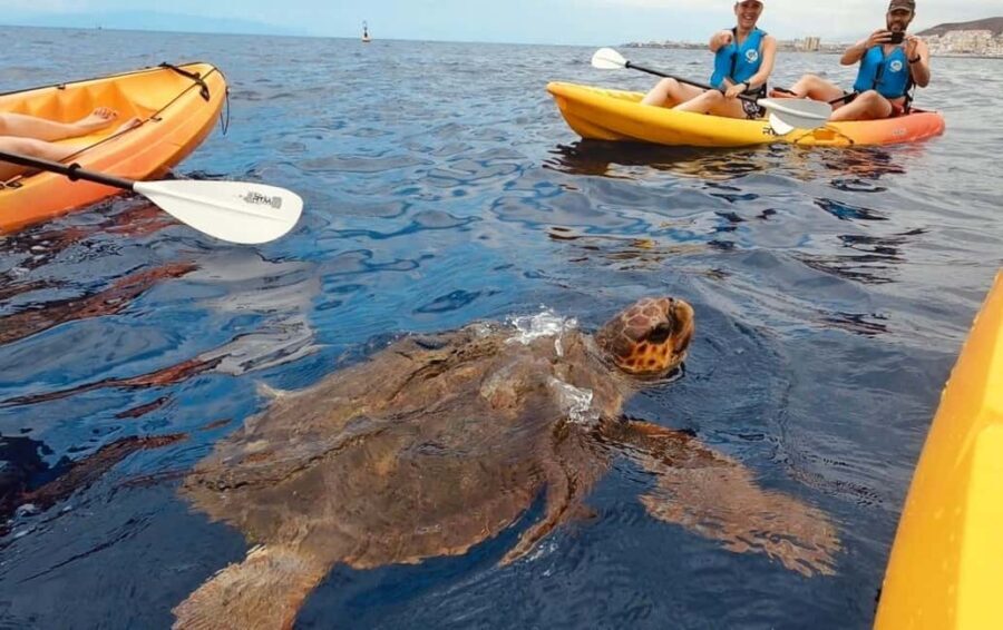 Tenerife: Kayak Safari and Sea Turtle Snorkeling with Photos - The full flow: from safety briefing to cave, snorkeling, and a “secret” stop