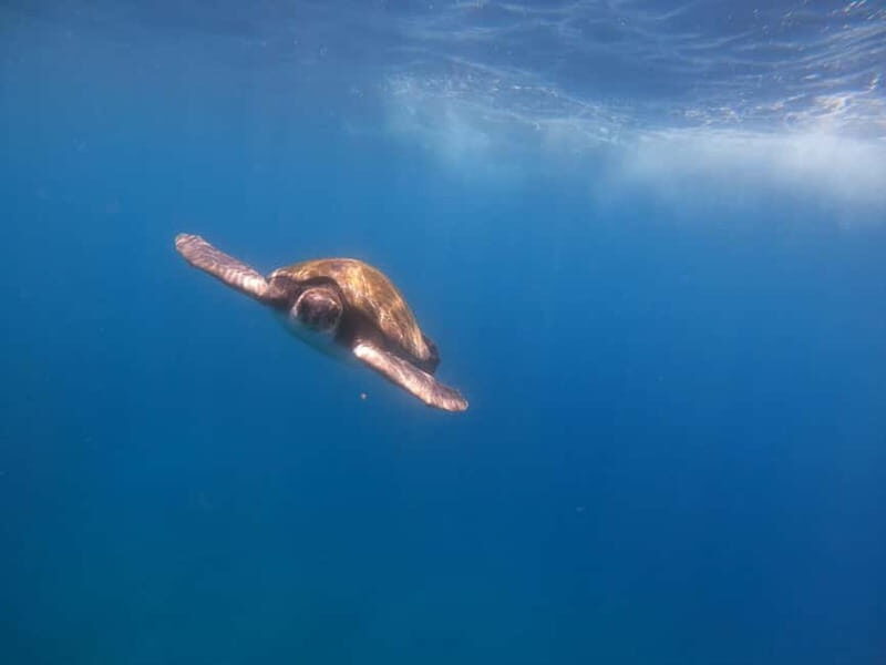 Tenerife: Kayak & Snorkel Tour with Snacks & Sea Life Safari - Key Highlights You’ll Actually Care About