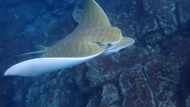 Tenerife: Kayak & Snorkel Tour with Snacks & Sea Life Safari - Snacks and Drinks: Why Food Timing Makes the Tour Feel Better