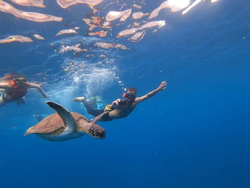 Tenerife: Kayak & Snorkel Tour with Snacks & Sea Life Safari - Where You Meet MANA KAYAK (and Why It’s Convenient)