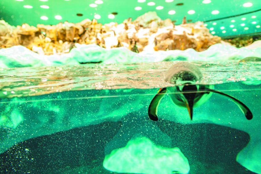 Tenerife: Loro Parque & Siam Park Entry Ticket with Transfer - Key highlights worth planning around